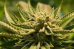 Subversive rolls out active cannabis ETF