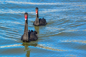 Amplify Black Swan ETF