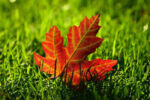 Scotia Global rolls out sustainable core ETFs on NEO
