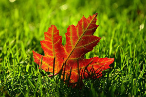Scotia Global rolls out sustainable core ETFs on NEO