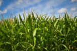 Corn reaping the benefits of Chinese demand
